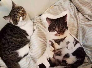 吃瓜娱乐酱抱枕猫,吃瓜娱乐酱带你领略萌宠魅力  第1张